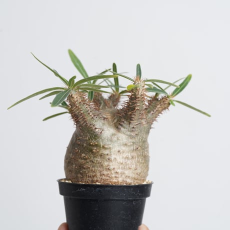 Pachypodium rosulatum var. gracilius   【発根済み】〈幹幅6.6cm〉