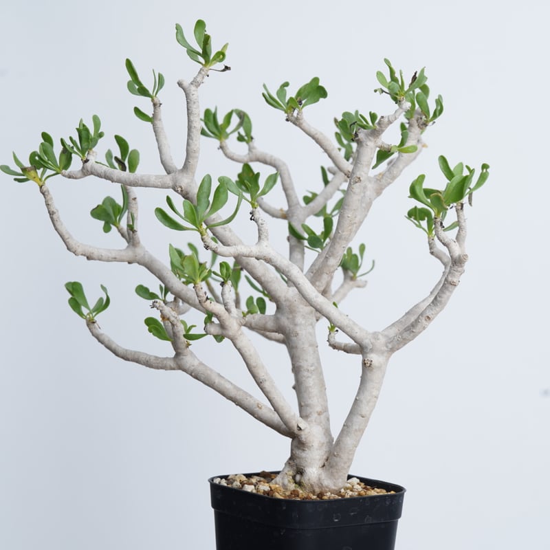 多肉植物 塊根植物オトンナ フルカタ Othonna furcata 冬型 othonna furcata《XL size》大株最高樹形※現地球発根後店主国内管理10年