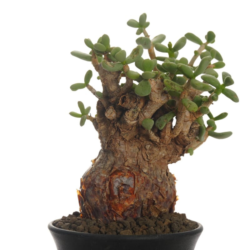 Ceraria pygmaea 【発根済み】〈幹幅6.1cm〉 | QSPLANT