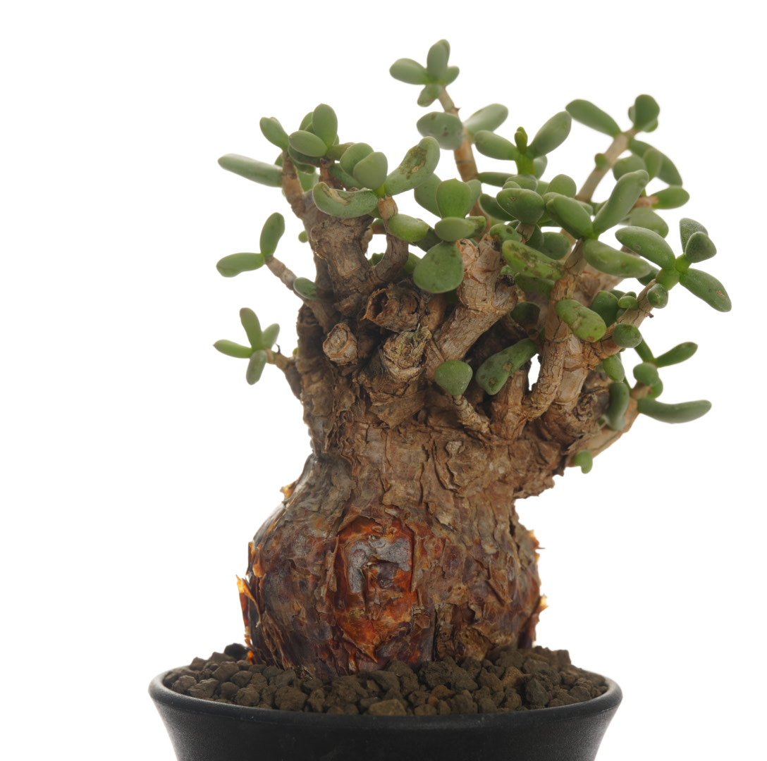 Ceraria pygmaea 【発根済み】〈幹幅6.1cm〉 | QSPLANT