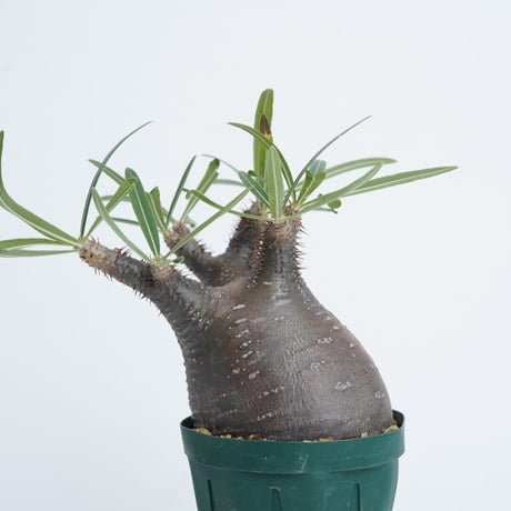 Pachypodium rosulatum var. gracilius   【発根済み】〈幹幅9.6cm〉