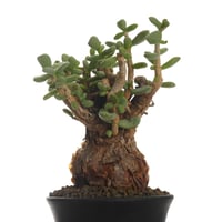 Ceraria pygmaea   【発根済み】〈幹幅6.1cm〉