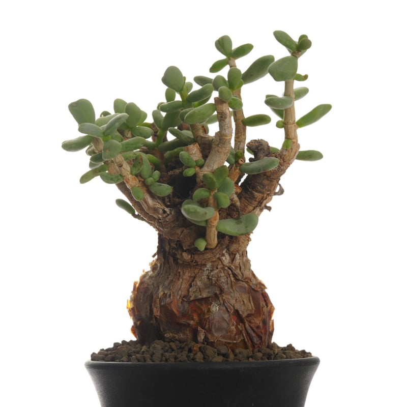 CATEGORY Ceraria | QSPLANT