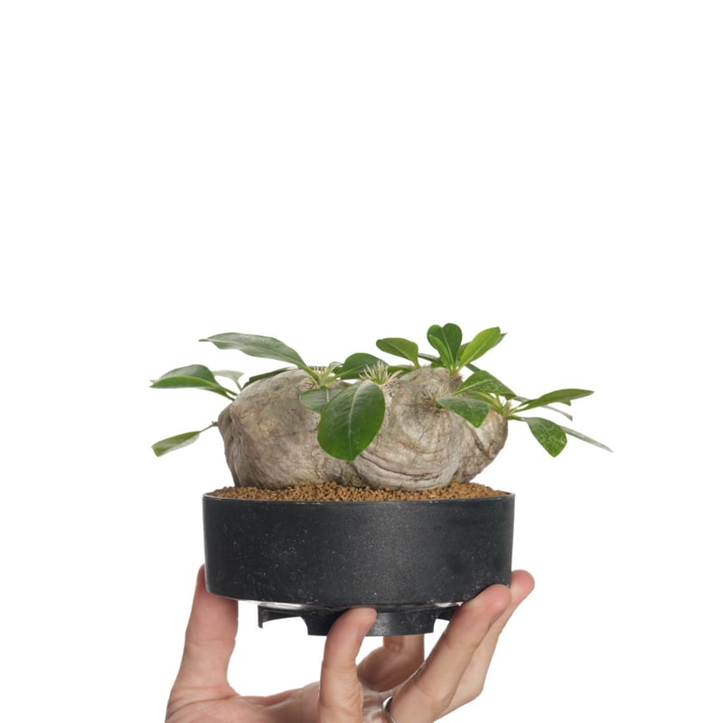 Pachypodium brevicaule 恵比寿笑い【発根済み】〈草幅13.9cm