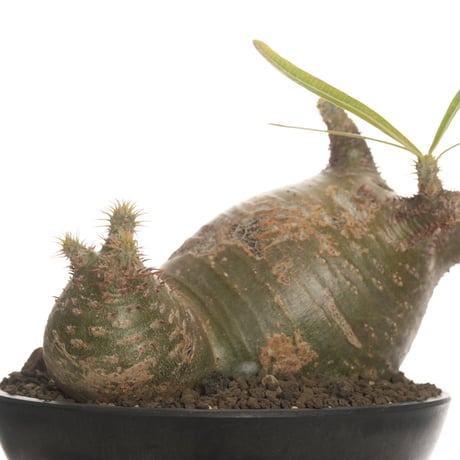 Pachypodium rosulatum var. gracilius   【発根済み】〈草幅24.5cm〉