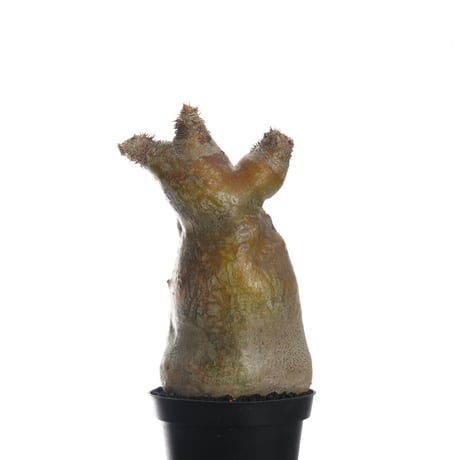 Pachypodium eburneum   【発根済み】〈幹幅9.1cm〉