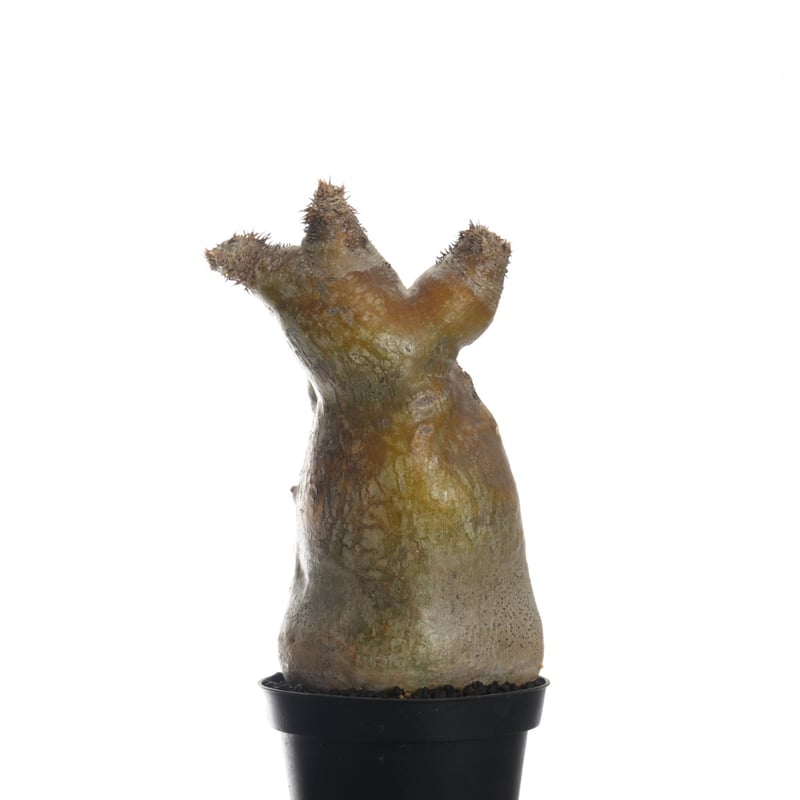 Pachypodium eburneum 【発根済み】〈幹幅9.1cm〉 | QSPLANT