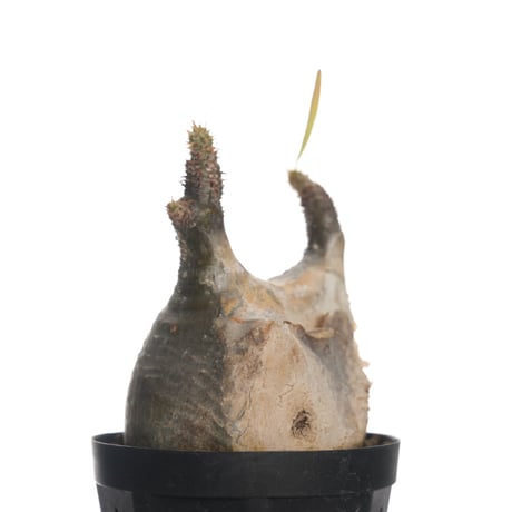 Pachypodium rosulatum var. gracilius   【発根済み】〈幹幅7.9cm〉
