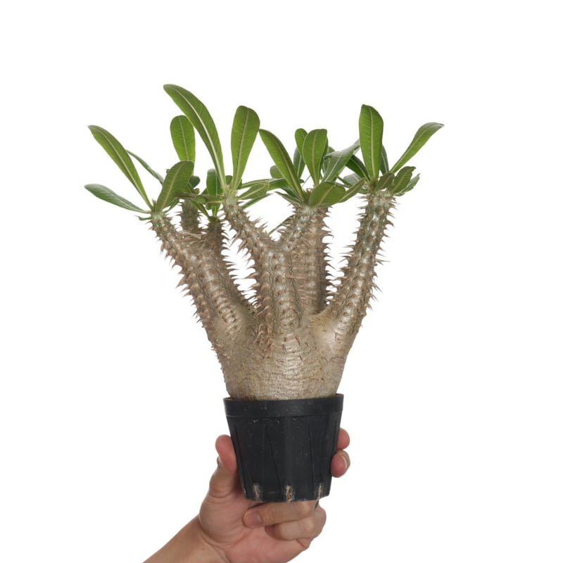 ホロンベンセ 現地球 発根済 塊根植物 ダブルヘッド 2頭 Amazon