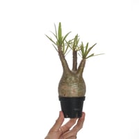 Pachypodium rosulatum var. gracilius   【発根済み】〈幹幅7.5cm〉