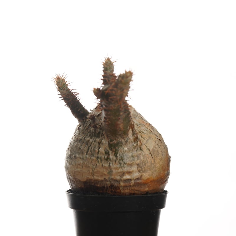 Pachypodium rosulatum var. gracilius 【発根済み】〈幹