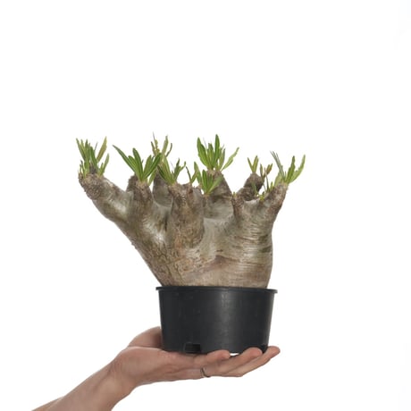 パキポディウムイノピナツム大株発根活着済み(鉢付き)