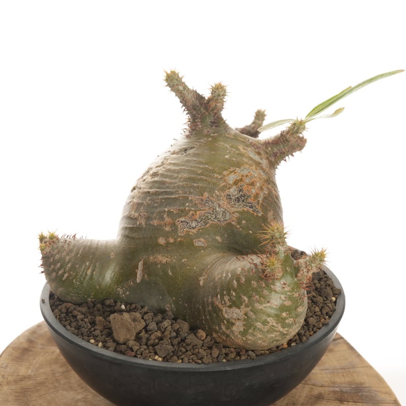 Pachypodium rosulatum var. gracilius 【発根済み】〈草