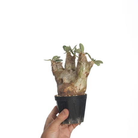 Pachypodium eburneum【発根済み】〈幹幅10.3cm〉