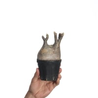 Pachypodium rosulatum var. gracilius   【発根済み】〈幹幅8.4cm〉