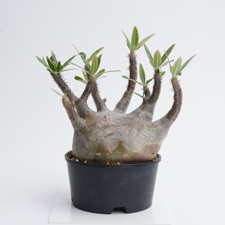 Pachypodium rosulatum var. gracilius   【発根済み】〈幹幅12.8cm〉