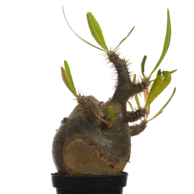 Pachypodium rosulatum var. gracilius 【発根済み】〈幹