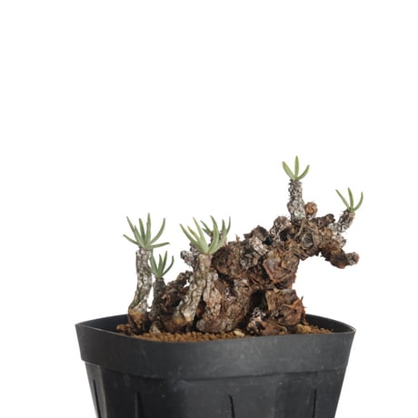 ペアルソニー | STORES