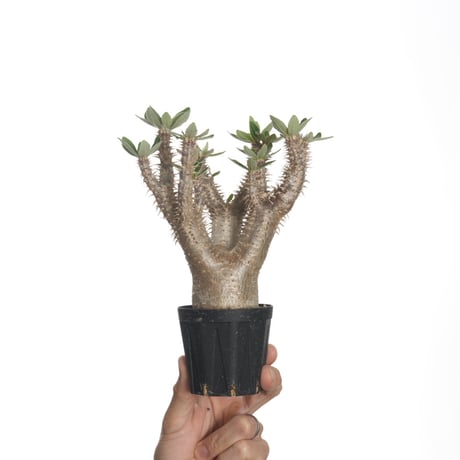 パキポディウムマカイエンセ(グラキリス？) 真ん中のみ