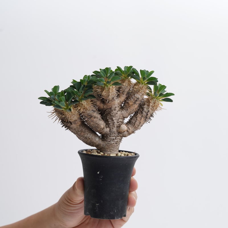 コレクション 超大株 ユーフォルビア ギラウミニアナ 発根済 Euphorbia
