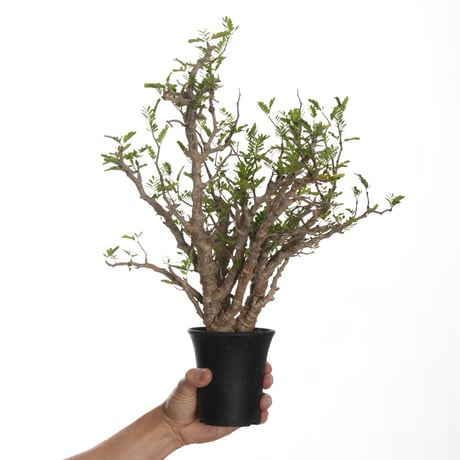 センナメリディオナリス | STORES