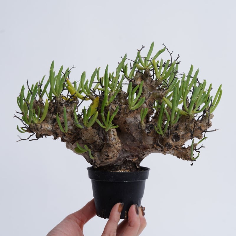 Tylecodon reticulatus 万物想 【発根済み】〈幹幅5.8cm〉 | QS