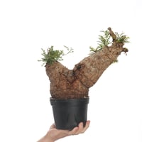 Operculicarya  pachypus 【発根済み】〈幹幅14.0cm〉