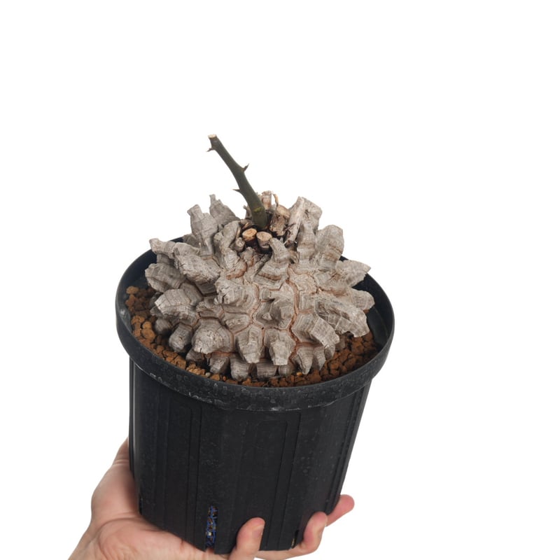 Dioscorea Elephantipes 亀甲竜【発根済み】〈幹幅17.5cm〉 | QS