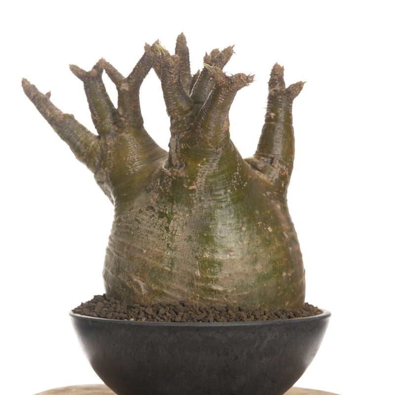 Pachypodium rosulatum var. gracilius 【発根済み】〈幹
