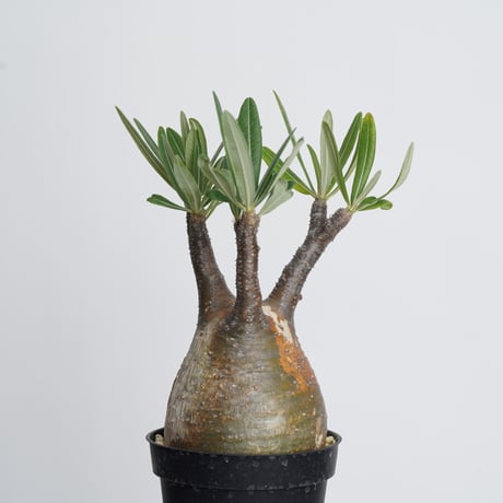 Pachypodium rosulatum var. gracilius   【発根済み】〈幹幅9.8cm〉