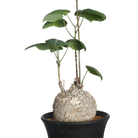 アデニア　ペリエリ　インビジブルインク アデニア ペリエリ インビジブルインク アデニア ペリエリ Adenia