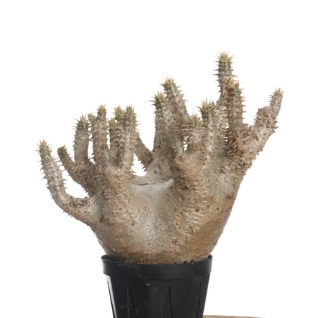 Pachypodium horombense【発根済み】〈幹幅10.8cm〉