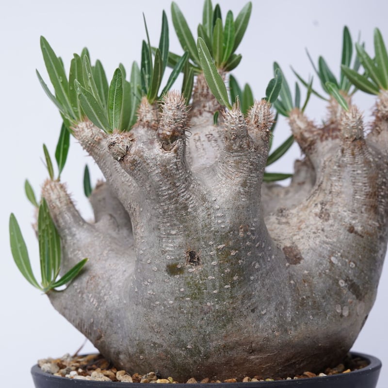パキポディウムイノピナツム Pachypodium inopinatum fit=scale-down,w=1200