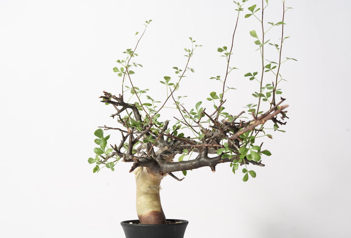 Commiphora kataf 〈幹幅3.4cm〉 | QSPLANT Commiphora kataf 〈幹幅3.4cm〉 | QSPLANT