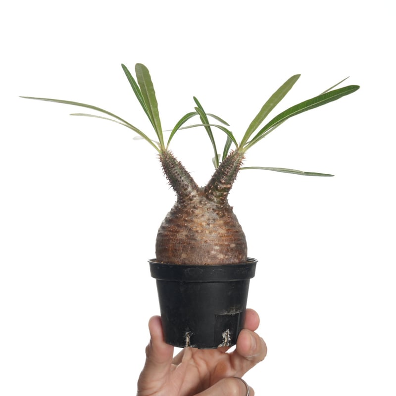 Pachypodium rosulatum var. gracilius 3頭株 Pachypodium rosulatum var. gracilius 3頭株 Pachypodium rosulatum