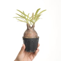 Pachypodium rosulatum var. gracilius   【発根済み】〈幹幅7.0cm〉