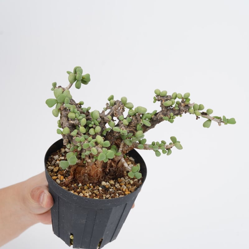 Ceraria pygmaea 【発根済み】〈幹幅6.6cm〉 | QSPLANT