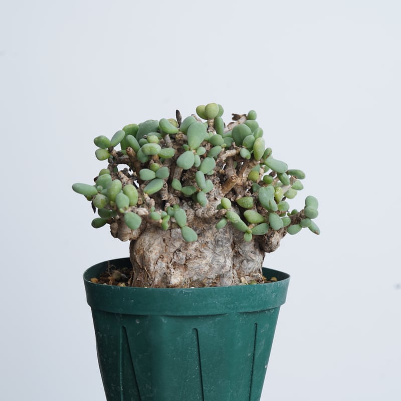 Ceraria pygmaea 【発根済み】〈幹幅8.4cm〉 | QSPLANT