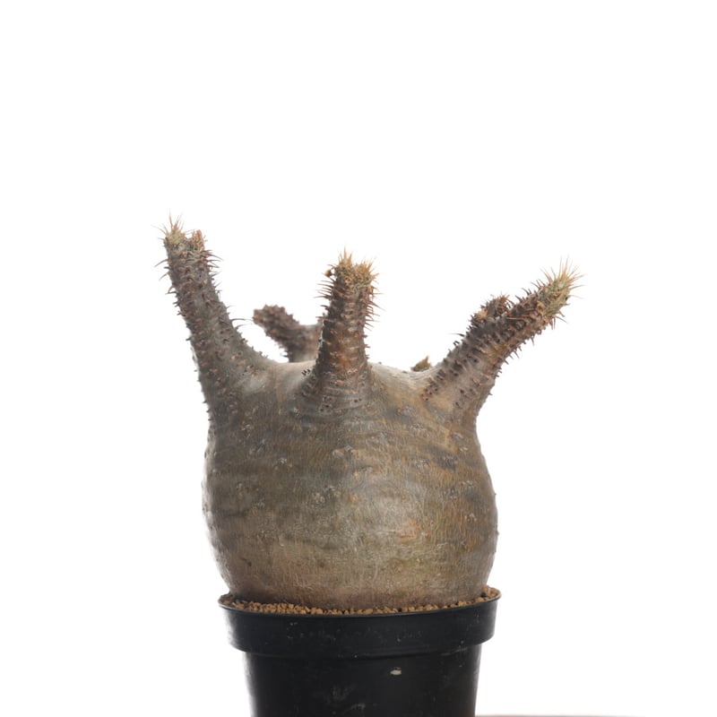 バリエム鉢　Pachypodium rosulatum gracilius Pachypodium rosulatum var. gracilius 【発根済み】〈幹