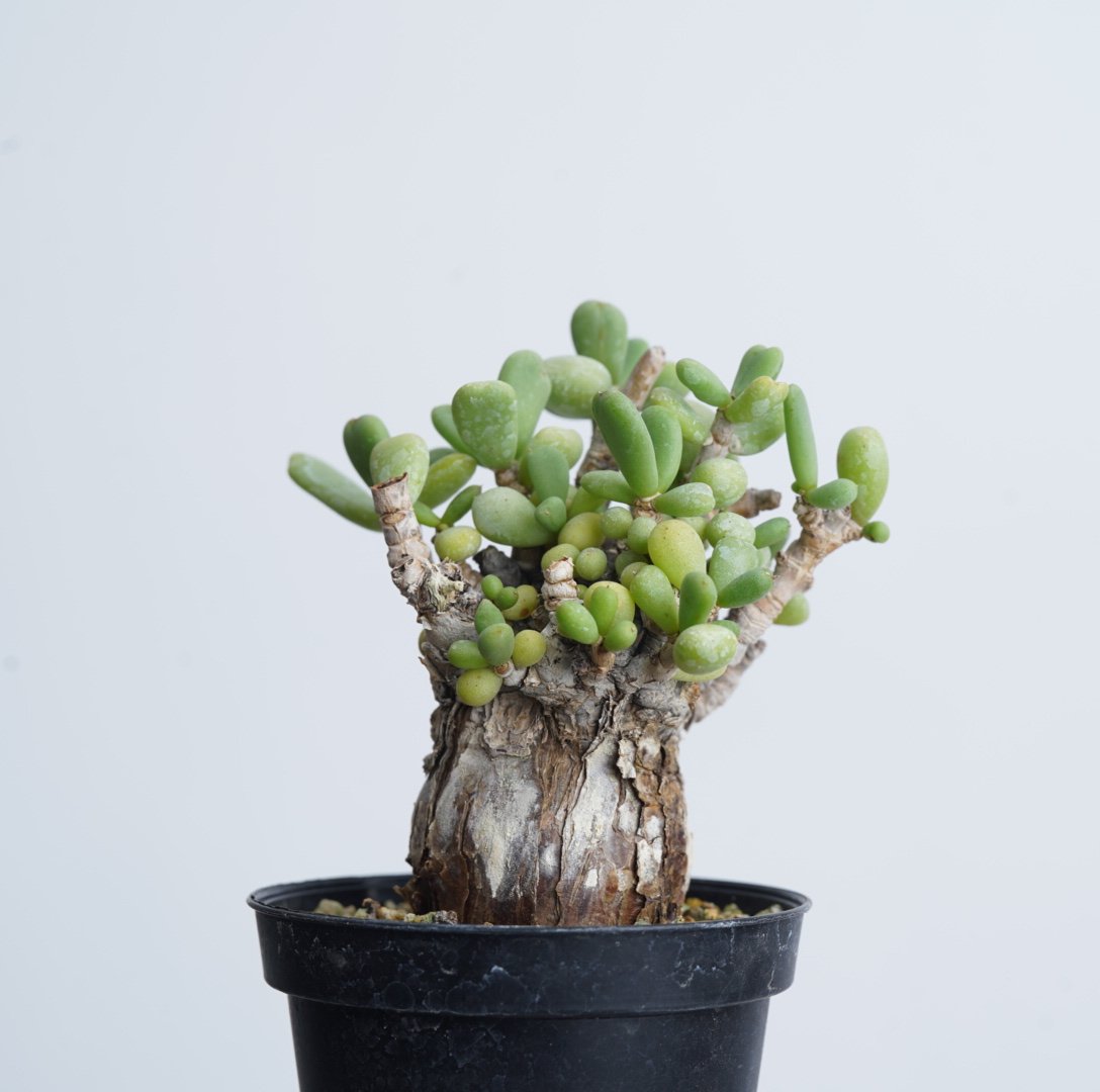 【国内採種】Ceraria Pygmaea seeds 新鮮種子50粒 Ceraria pygmaea 【発根済み】〈幹幅3.8cm〉 | QSPLANT