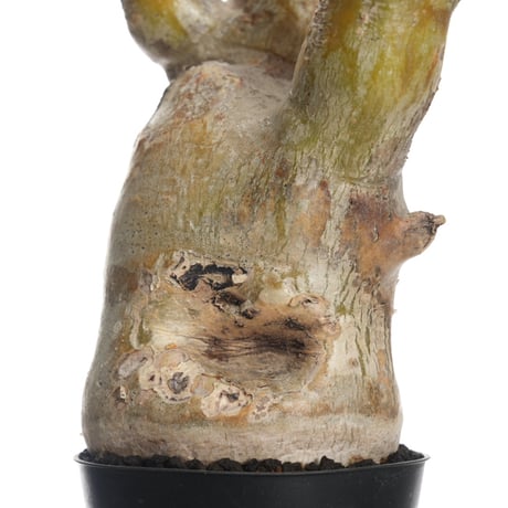 Pachypodium eburneum   【発根済み】〈幹幅9.1cm〉