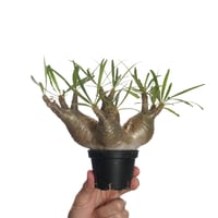 Pachypodium rosulatum var. gracilius   【発根済み】〈草幅18.0cm〉