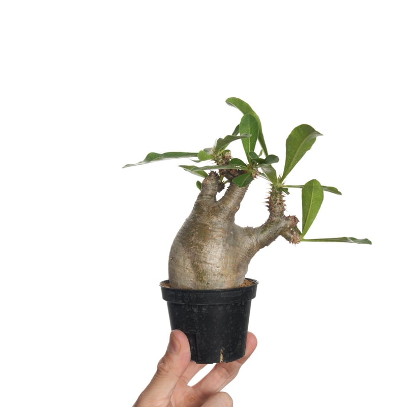 パキポディウム マカイエンセ 発根済み 現地球 パキポディウム