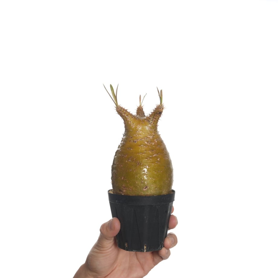 6822ba0c1f0e5a75e12d70ae