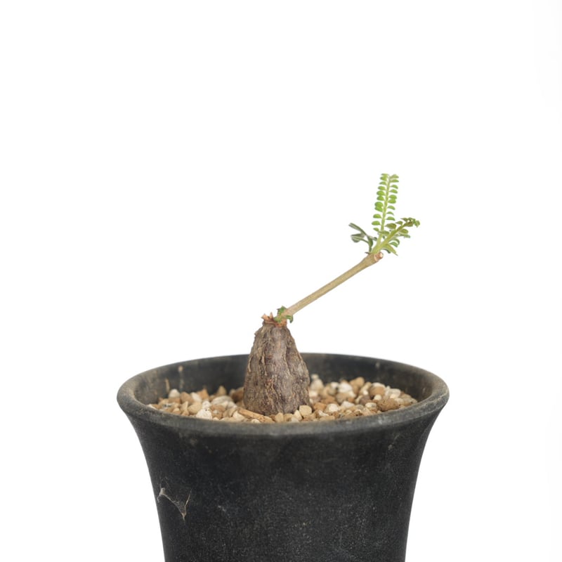 オペルクリカリア ヒファエノイデス 根挿し 特大 オペルクリカリア