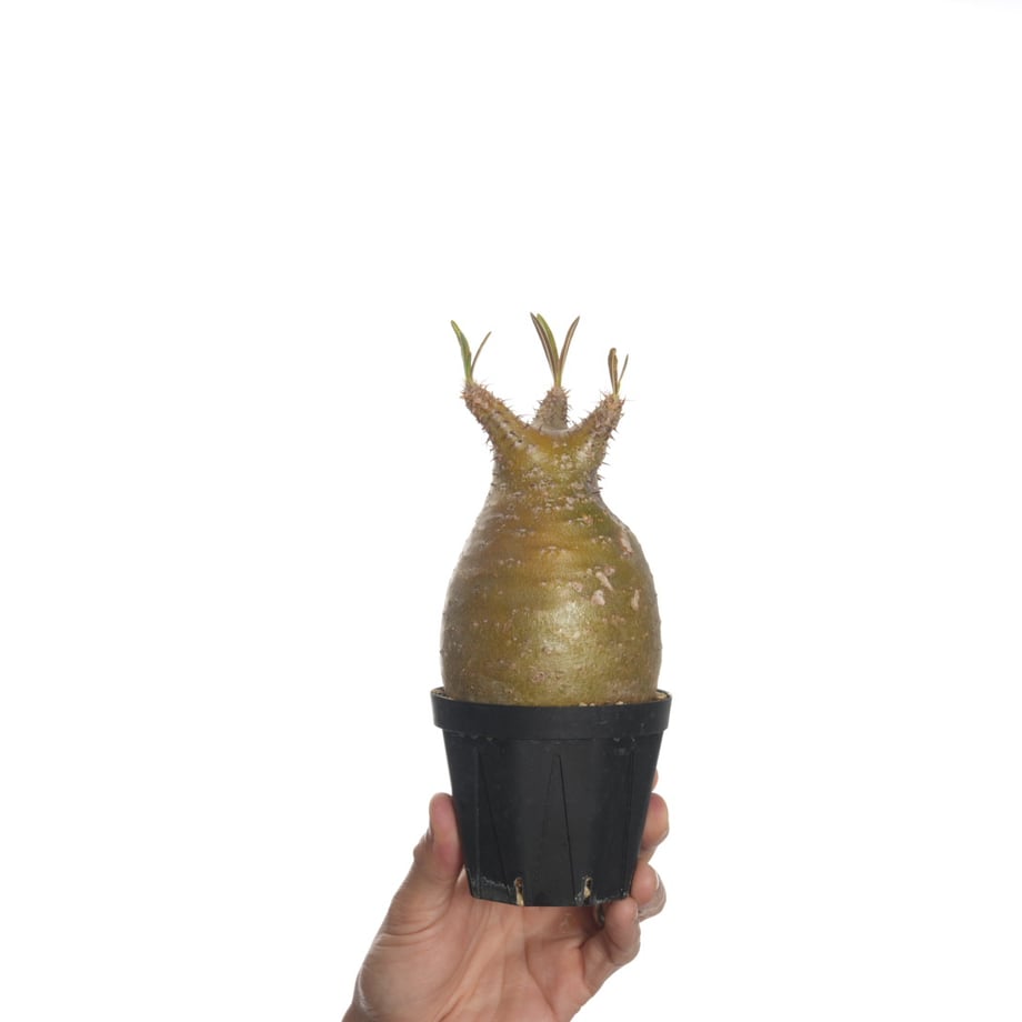 6822ba0c1f0e5a75e12d70ae