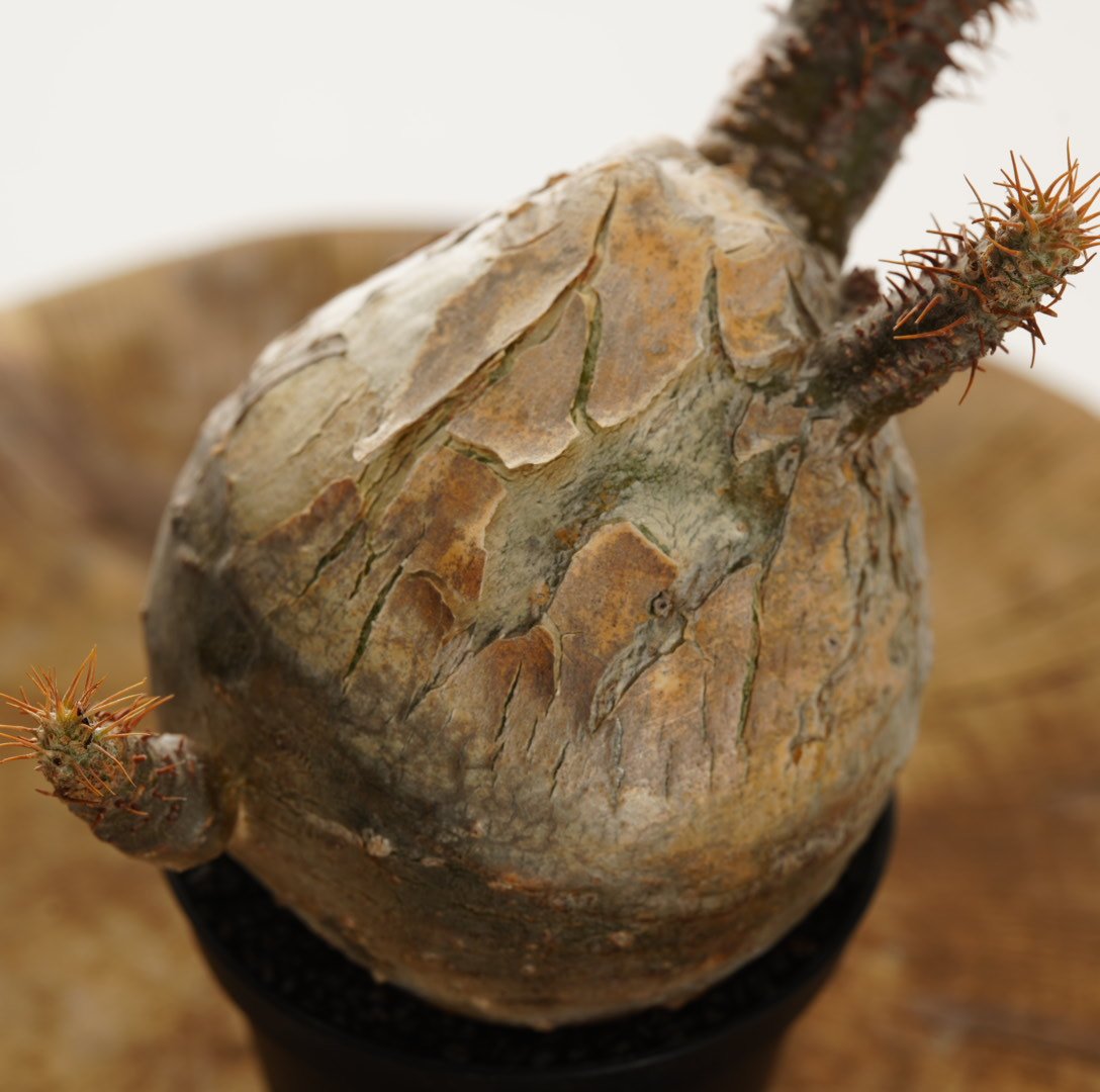 Pachypodium rosulatum var. gracilius 【発根済み】〈幹