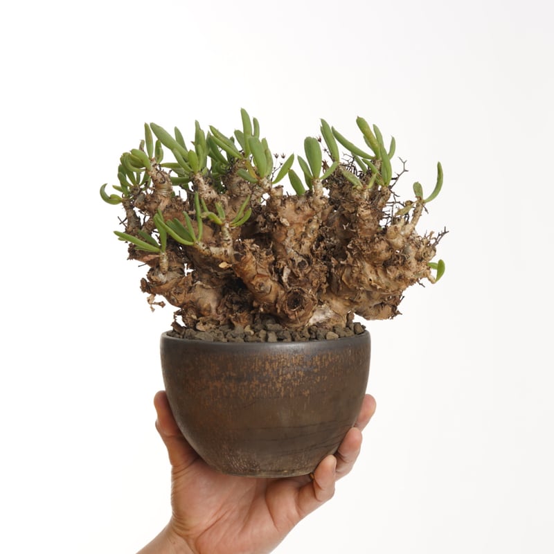 Tylecodon reticulatus 万物想×Tomoharu Nakagawa植木鉢