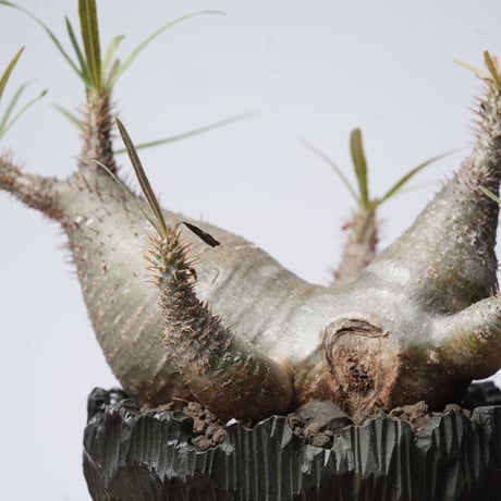Pachypodium rosulatum var. gracilius   × Tomoharu Nakagawa植木鉢 【発根済み】〈幹幅15.1cm〉