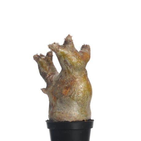 Pachypodium eburneum   【発根済み】〈幹幅9.1cm〉